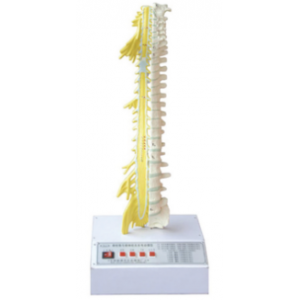 Relationship between spinal bone and spinal nerve electric model